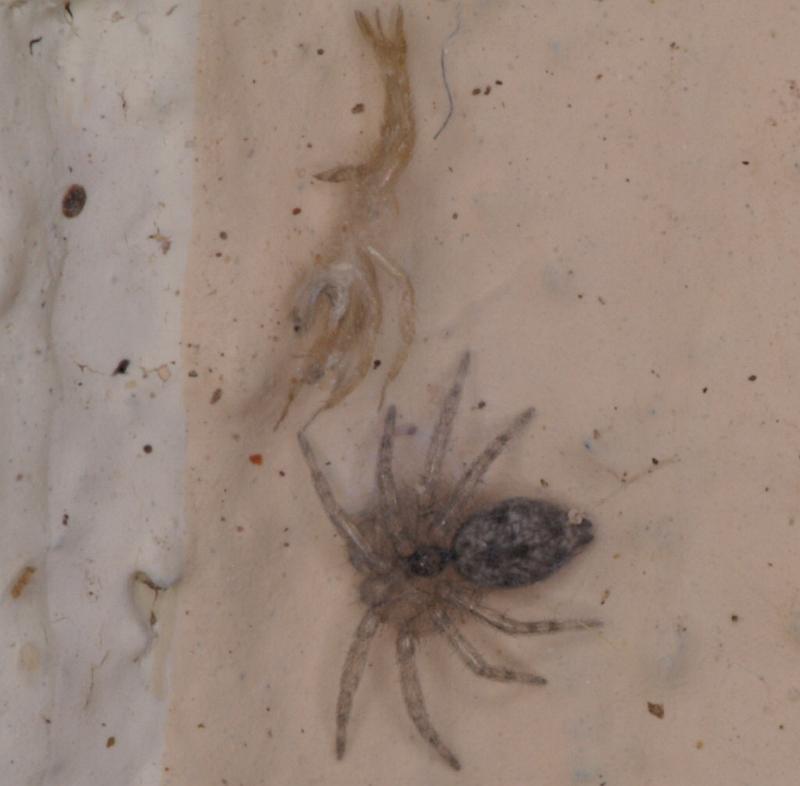 Oecobius_annulipes_D3232_Z_78_Valle Gran Rey_Spanje.jpg